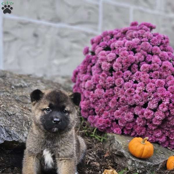 Kyle, Akita Puppy