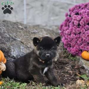 Kbar, Akita Puppy