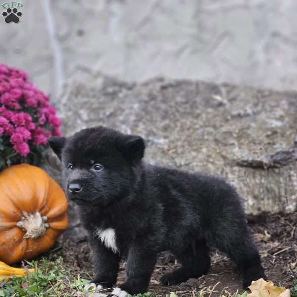 Karson, Akita Puppy