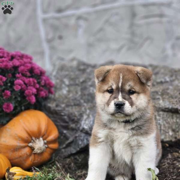 Mackenzie, Akita Puppy