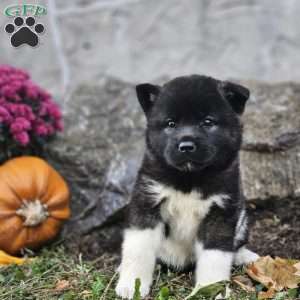 Maddie, Akita Puppy