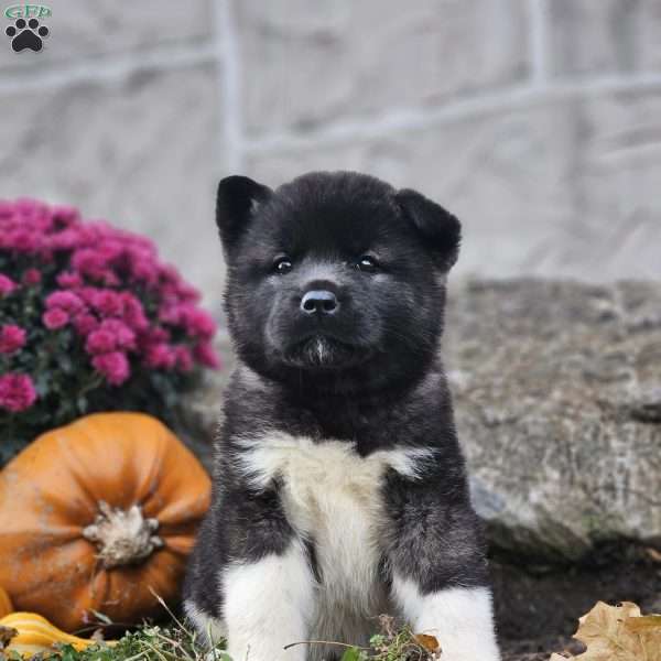 Maddie, Akita Puppy