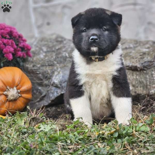 Milo, Akita Puppy