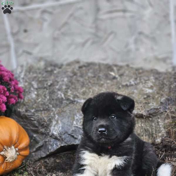 Monster, Akita Puppy