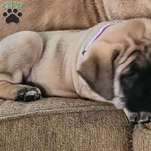 Mya, English Mastiff Mix Puppy