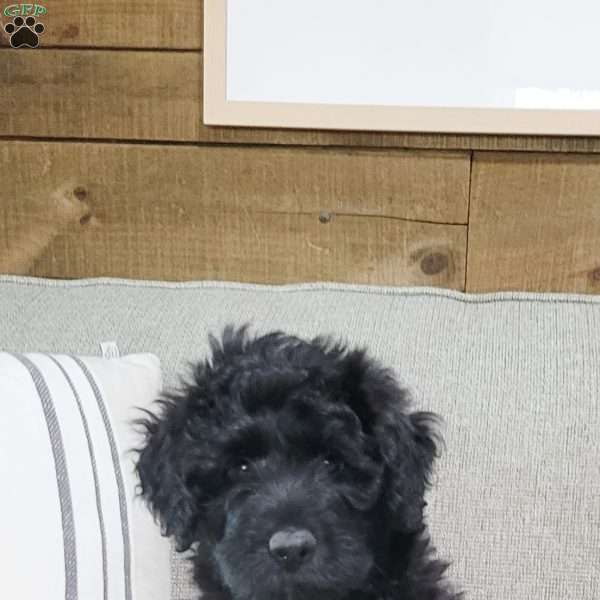 Caspian, Portuguese Water Dog Puppy