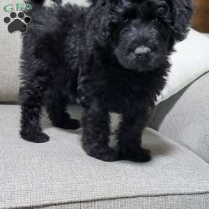 Caspian, Portuguese Water Dog Puppy