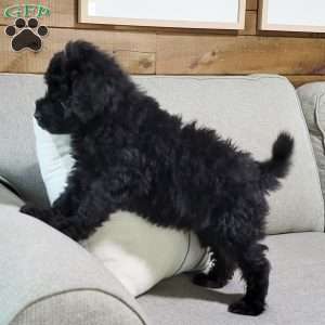 Caspian, Portuguese Water Dog Puppy