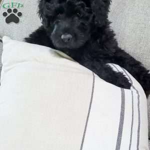 Caspian, Portuguese Water Dog Puppy