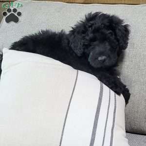 Caspian, Portuguese Water Dog Puppy