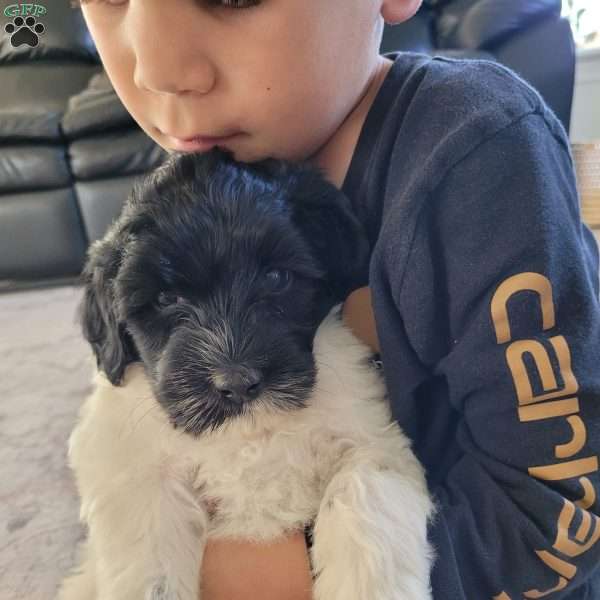 Beau, Portuguese Water Dog Puppy