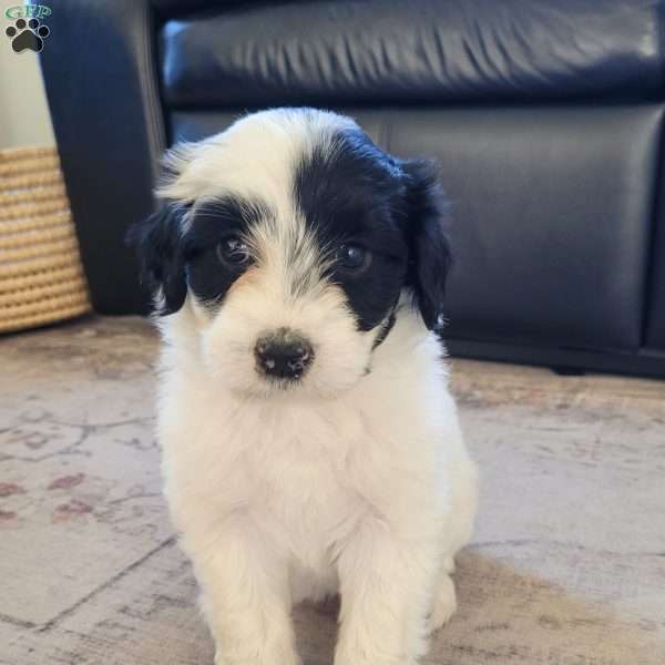 Margot, Portuguese Water Dog Puppy