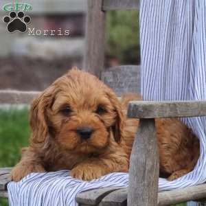 Morris, Cavapoo Puppy