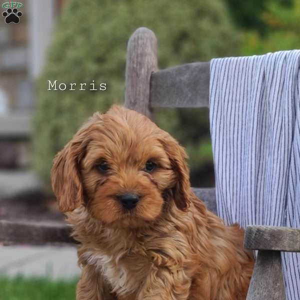 Morris, Cavapoo Puppy