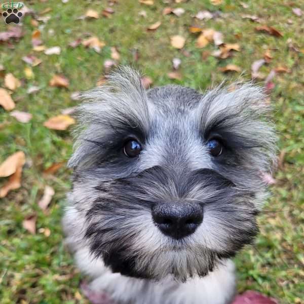 Pumpkin, Miniature Schnauzer Puppy