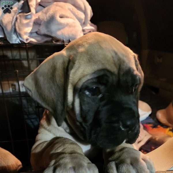 Mason, English Mastiff Mix Puppy