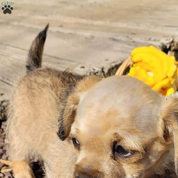 Buckeye, Miniature Poodle Mix Puppy