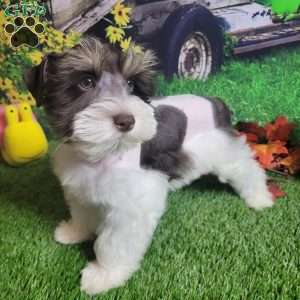 Scarlet, Miniature Schnauzer Puppy