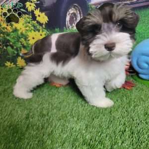 Scarlet, Miniature Schnauzer Puppy