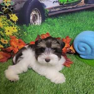 Scarlet, Miniature Schnauzer Puppy