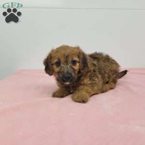 Jack-A-Poo Puppies For Sale - Greenfield Puppies