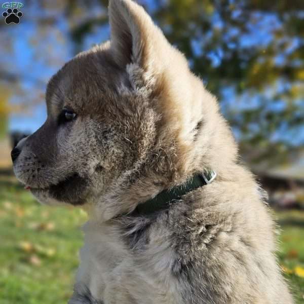 Marshmallow, Akita Puppy