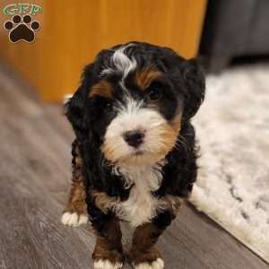 Mia, Mini Bernedoodle Puppy