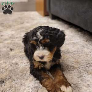 Mia, Mini Bernedoodle Puppy