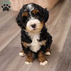 Mia, Mini Bernedoodle Puppy