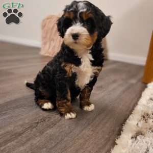 Mia, Mini Bernedoodle Puppy