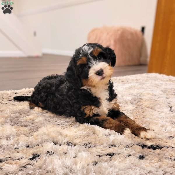 Mia, Mini Bernedoodle Puppy