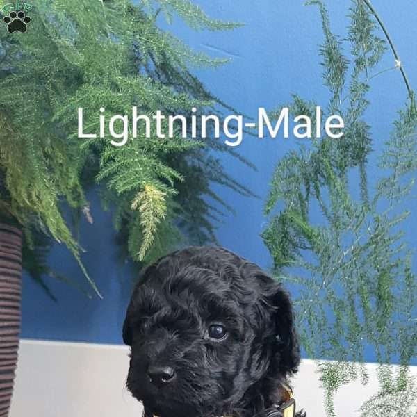 Lightning, Miniature Poodle Puppy