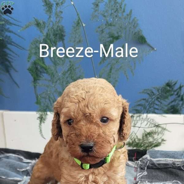 Breeze, Miniature Poodle Puppy