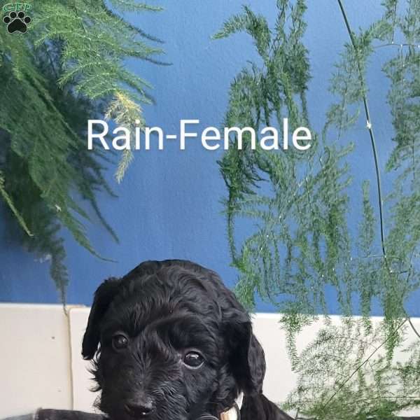 Rain, Miniature Poodle Puppy