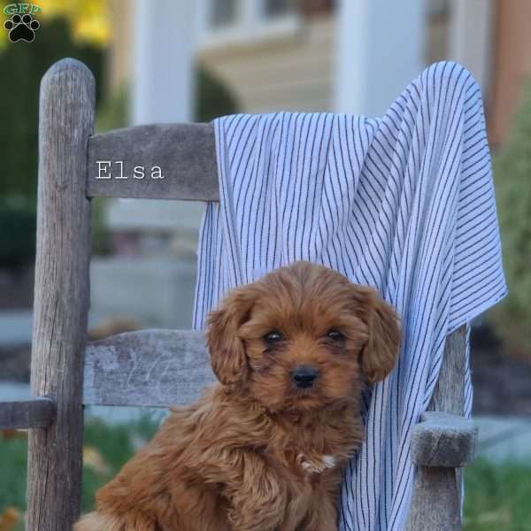 Elsa, Cavapoo Puppy