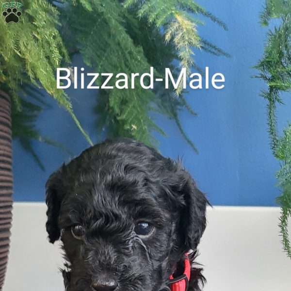 Blizzard, Miniature Poodle Puppy