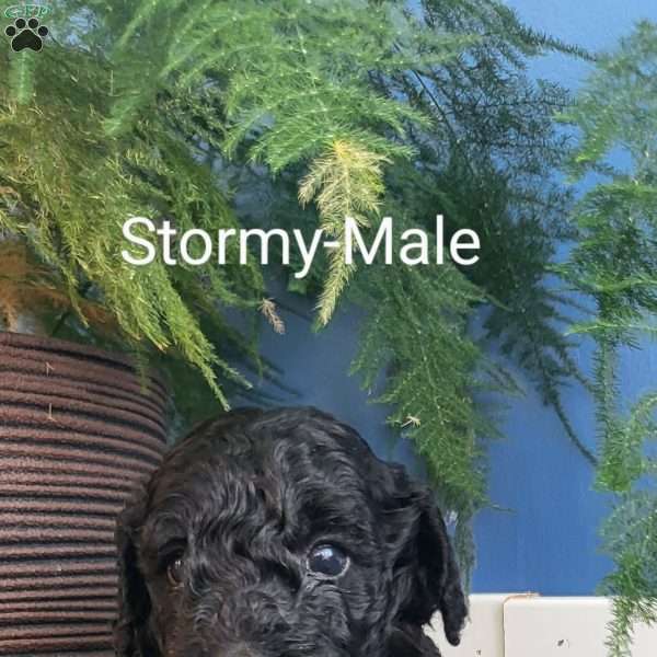 Storm, Miniature Poodle Puppy