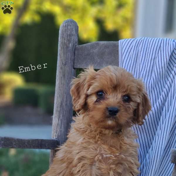 Ember, Cavapoo Puppy