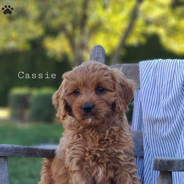 Cassie, Cavapoo Puppy