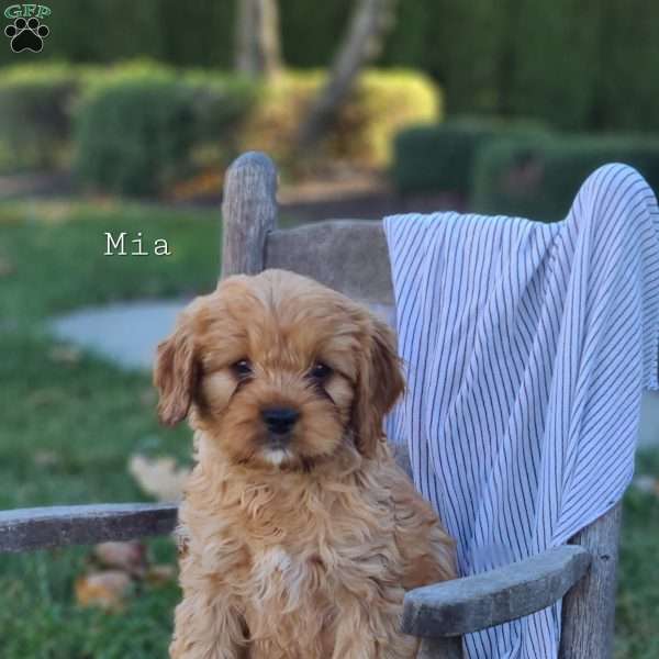 Mia, Cavapoo Puppy