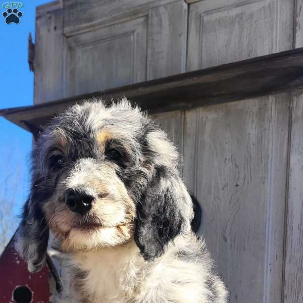 Zoey F1B, Bernedoodle Puppy