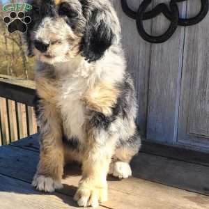 Zoey F1B, Bernedoodle Puppy