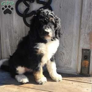 Millie F1B, Bernedoodle Puppy