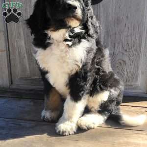 Millie F1B, Bernedoodle Puppy