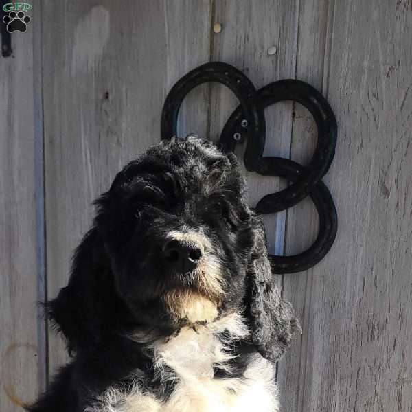 Millie F1B, Bernedoodle Puppy