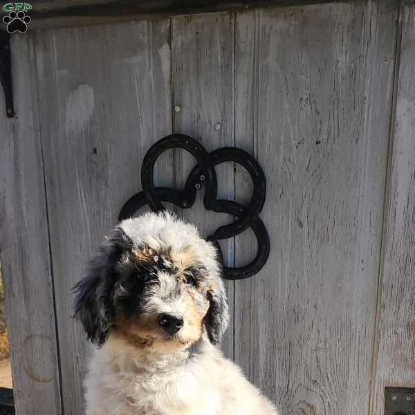 Charley F1B, Bernedoodle Puppy