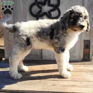 Charley F1B, Bernedoodle Puppy