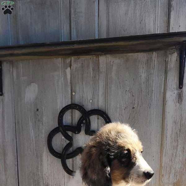 Duke F1B, Bernedoodle Puppy