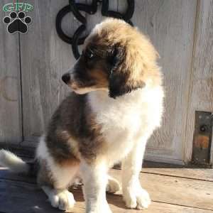 Duke F1B, Bernedoodle Puppy