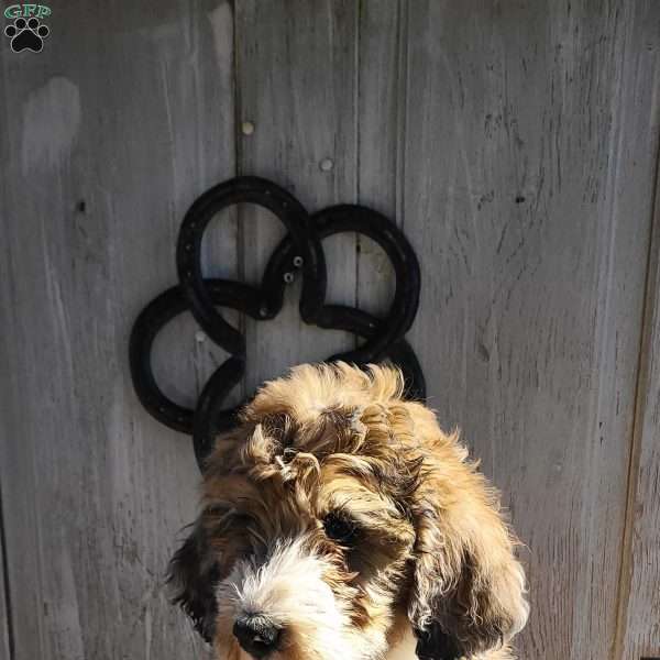 Leo F1B, Bernedoodle Puppy